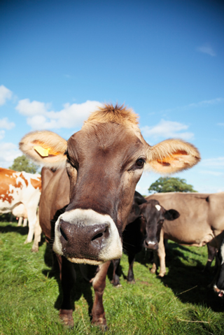 cow with big ears
